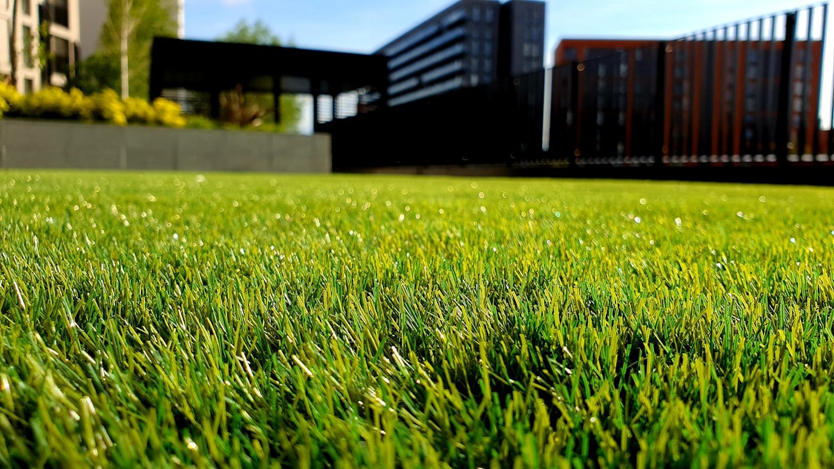 Professional lawn care and landscaping in Houston